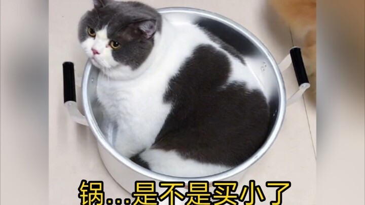 ความใหญ่ของแมว…หม้อเดียวใส่ไม่หมด