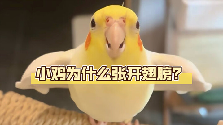 Apa sebenarnya arti ayam kecil mengembangkan sayapnya? Untuk membuang panas? Untuk mencari pasangan,