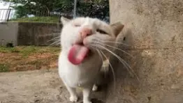 The stray cat told me, "I'm thirsty." So I turned on the tap