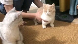 Catz