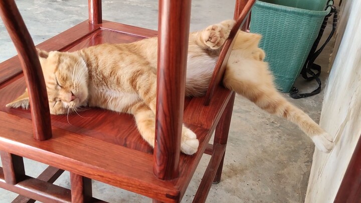 Cat: The world is vast, but once I’m asleep, I won’t get up!