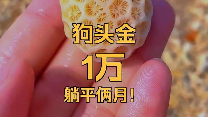 Nhặt được những viên đá này thì còn cần đi làm nữa không?