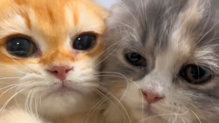 What should we do if they start fighting?