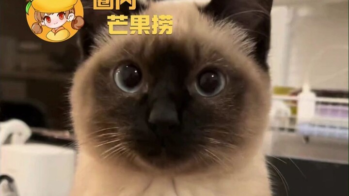 Raising a Siamese cat is like opening a mystery box.