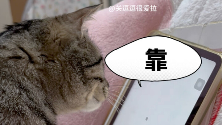 Xong rồi, con mèo của tôi sẽ đọc được lịch sử trò chuyện!