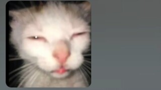The darkest place under the lamp is a trick that the scheming cat will never understand in his lifet