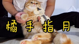 B站唯一上过音乐课的橘猫《 左手指月》