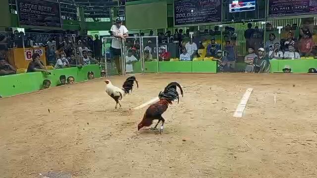 JBoss gamefarm Blueface hatch