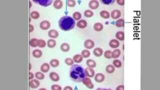 mammal blood smear