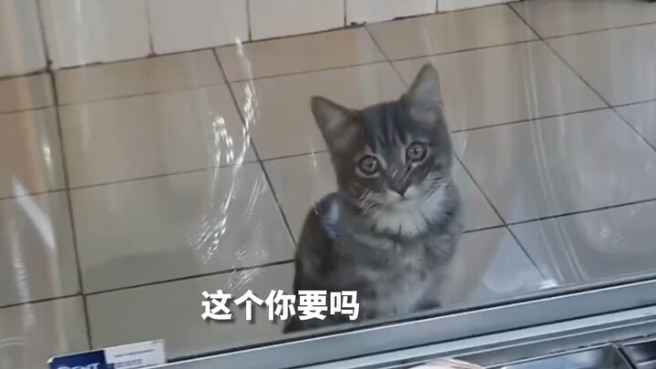 Do you believe that a cat who has already left this world can come back again?