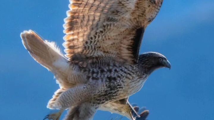 burung tercepat di dunia #falcon #elang #albatros