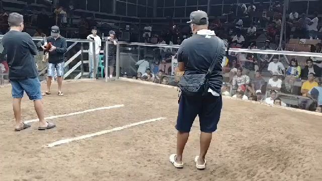 3stag derby victoria col.2nd fyt win