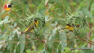 Pesona Sang Burung Manyar Emas