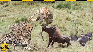 🔴 Lợn Rừng Khổng Lồ Và Những Pha Tử Chiến Kịch Tính Nhất