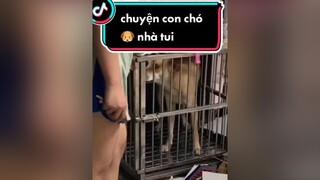 thằng chả làm mắc cười quá . nên úp luôn ... chó said: vô hay không là tao quyết nhé 🐶 tramsurimun chókhôn xuhuong