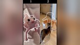 Which one is the funniest🤣 fyp foryou pet pets PetsOfTikTok frog cat