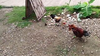 Hatch Grey VS McLean Hatch spar