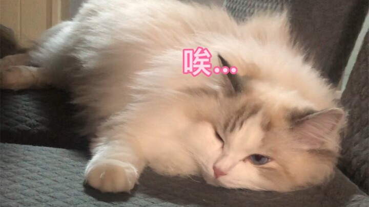Mèo con cũng biết buồn bã