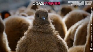Masukkan penguin mata-mata di antara bayi penguin untuk memantau kehidupan penguin di habitatnya