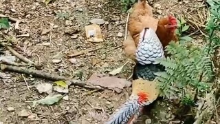家鸡和野鸡杂交会发生什么？强扭的瓜不甜