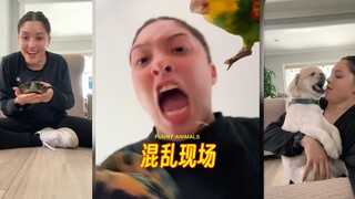 介绍个宠物怎么这么混乱⁉️
