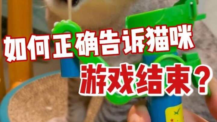 Playing with a kitten: How to end the play session the right way?