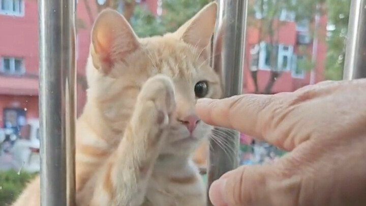 Cat: Hey, you’re here!