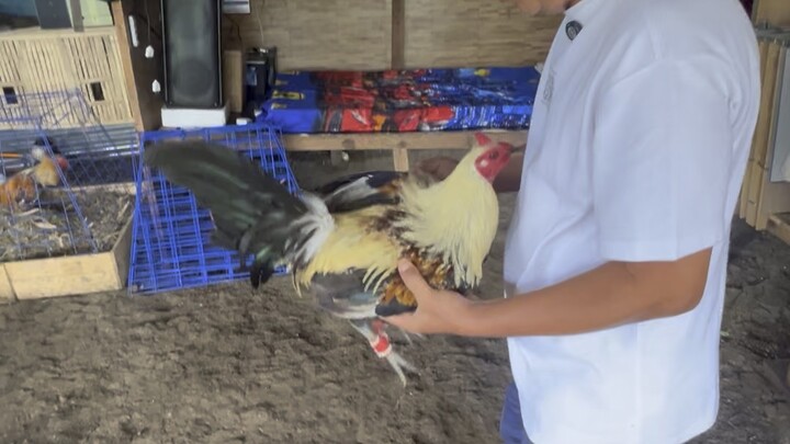 Juancho Aguirre Duke Hulsey Grey