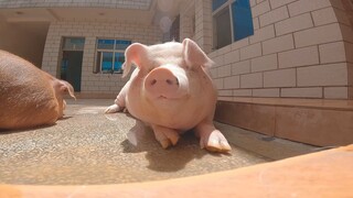 A sunny afternoon is perfect for being a pig