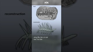 Sự thật về “con rết” trong Attack On Titan