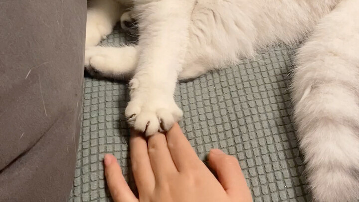 The "cat paw on top" principle—so sleepy I just gave up, hahaha!