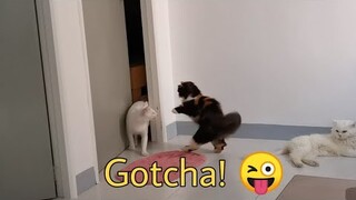 Cats playing Hide and seek || Clowder zone