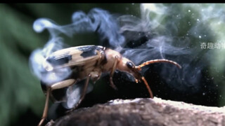 "Strong Pull, All Turns to Ash"