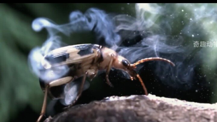 《บุกตะลุยจนสิ้นชีพ》