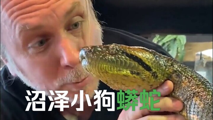 In the eyes of a professional snake breeder, this python—it's no predator at all, more like a swamp 