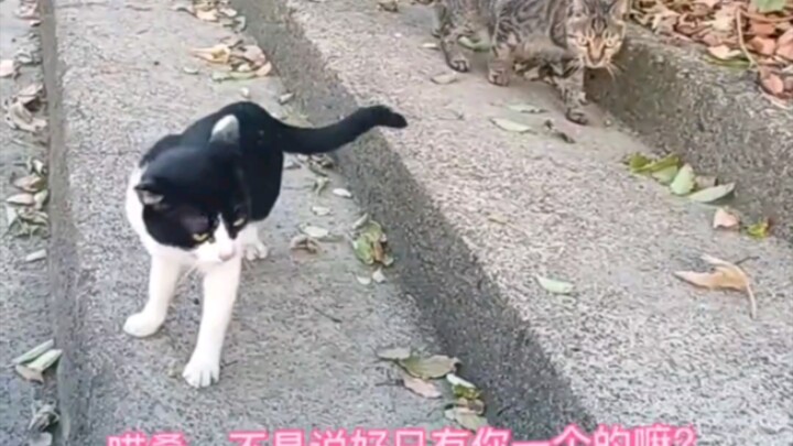 Miao-sang: Hurry up, hurry up 😂