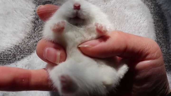 How to Rescue a Hamster in Pseudo-Hibernation During Winter? Why Does Pseudo-Hibernation Occur? [Ham