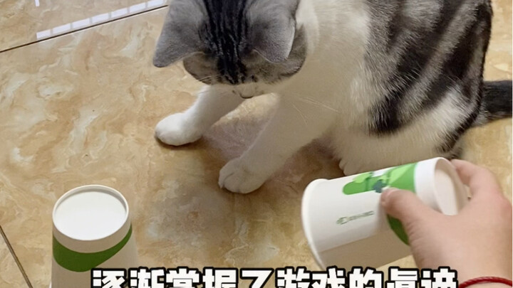 I actually… can’t beat a cat?!