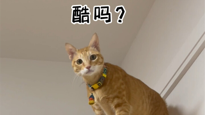 Apakah kucing di rumahmu pernah merasa senang saat buang air besar???