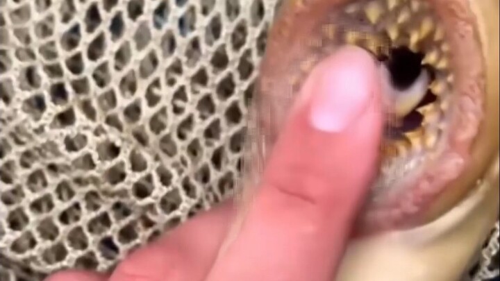 Những con sâu bọ này trông rợn người, nhưng thực ra lại là loài lợi ích, hoàn toàn không có tính hun