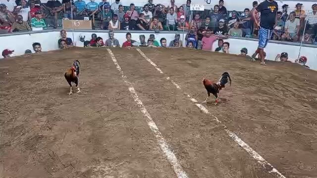 5 stag derby New cuenca arena