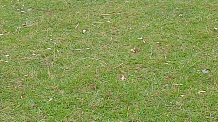 purevian nmin naka tsamba