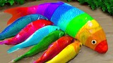 Funny Stop Motion Rainbow Catfish_ Cute Turtle - Animation Colorful Koi Pond