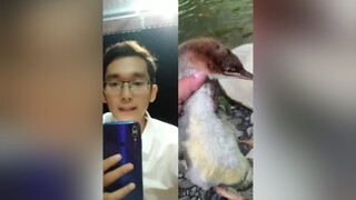 duet with  Lần đầu tiên được bơi. Haha. trend trending xuhuong hài hàihước fun funny buồncười xinh đángyêu cute bird birds