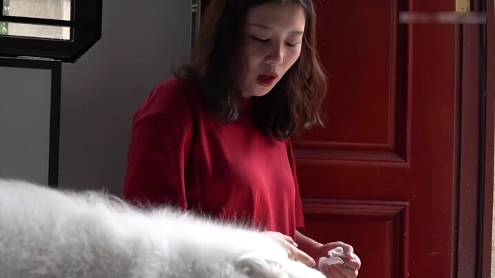 Gummy si Samoyed dimarahi ibunya karena tidak membersihkan kakinya, sementara ayahnya bersukacita di