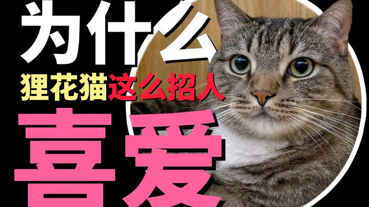 Mengapa kucing calico begitu disukai?