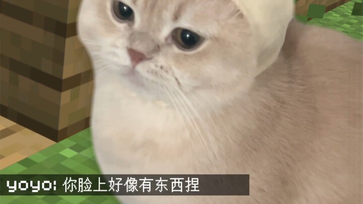 Yoyo says there’s something on your face!