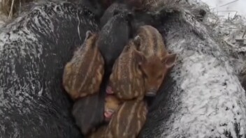 ลายบนตัวฉันเหมือนกระรอกโคลนเลย [มือปิดหน้า]