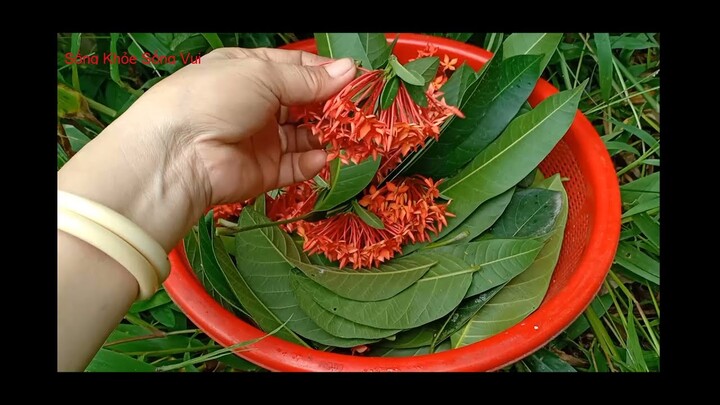 5 vị thuốc ngừa bệnh đại dịch của ĐỨC HUỲNH GIÁO CHỦ ( Cây thuốc quanh nhà )