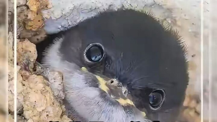 Little Swallow’s mom has gone “lying flat” and refuses to raise her chick—what happens next has ever